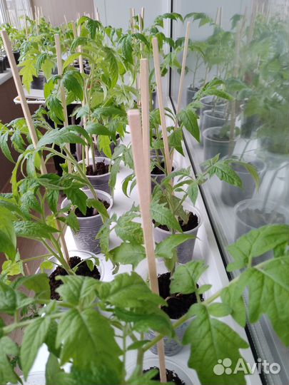 Рассада помидоров томатов