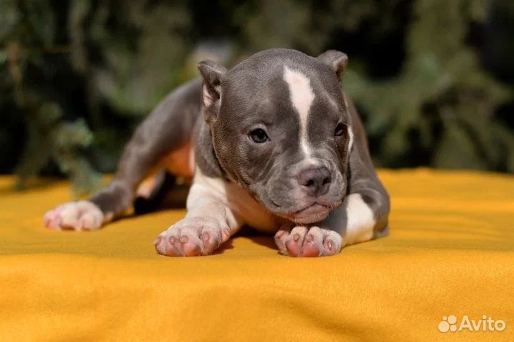 Девочка американ булли