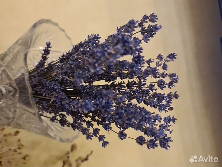 Лаванда сухоцвет