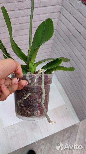 Орхидеи отцветашки цвет сюрприз