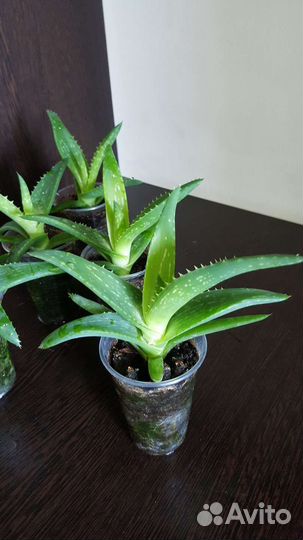 Алоэ широколистный, алое вера