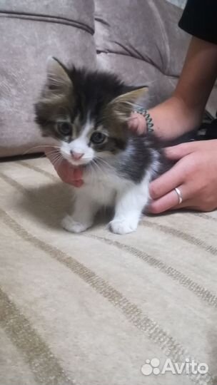 Кошка в дар