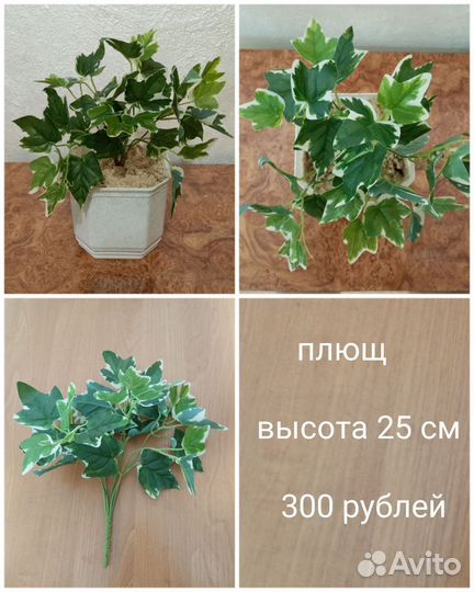 Комнатные цветы фикус плющ филодендрон калатея