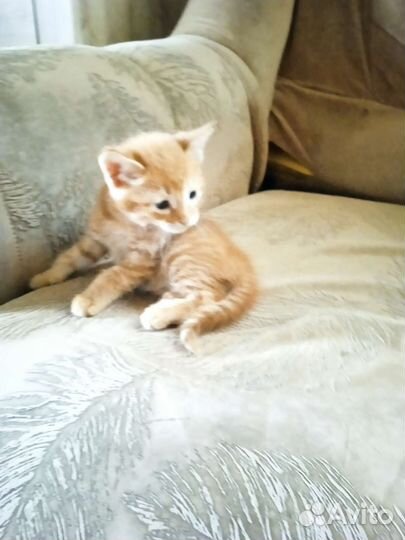 Котëнок мальчик