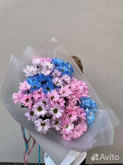 Хризантема ромашковидная. Ромашки