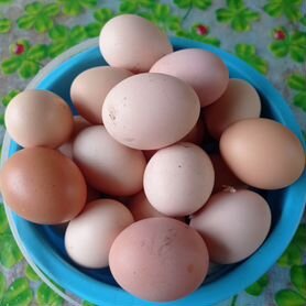 Домашние куриные яйца