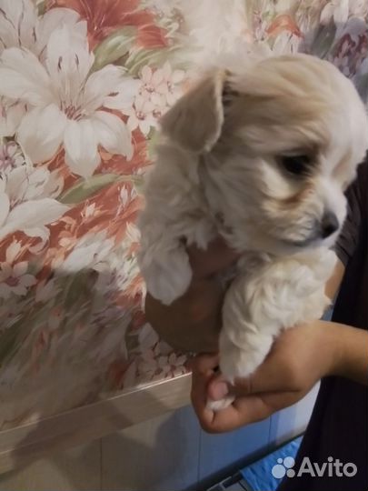 Собака мальтипу