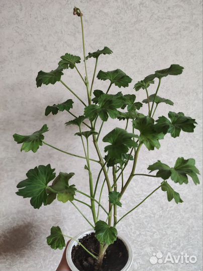 Пеларгония герань