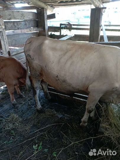 Корова дойная