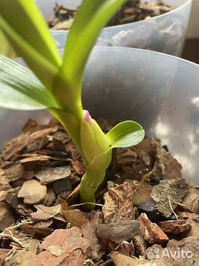 Орхидея дендробиум белая