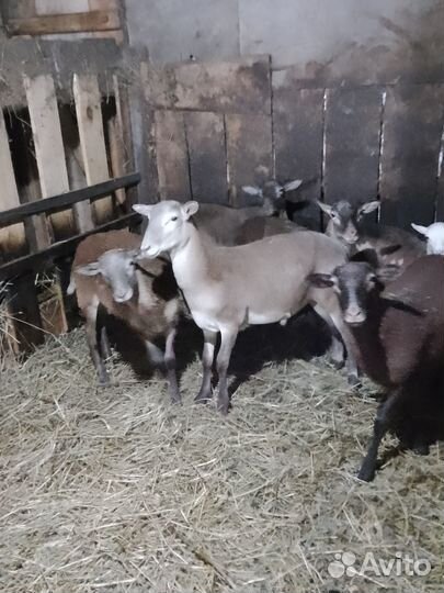 Бараны дорпер, катумские