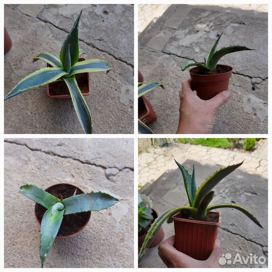 Кактусы и суккуленты