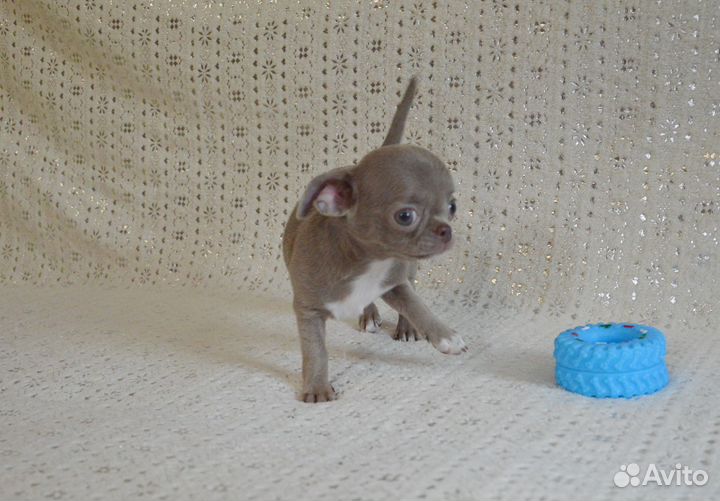 Очаровательная лиловая мини крошка