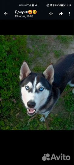 Сибирский хаски