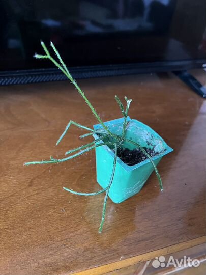 Комнатные цветы обмен