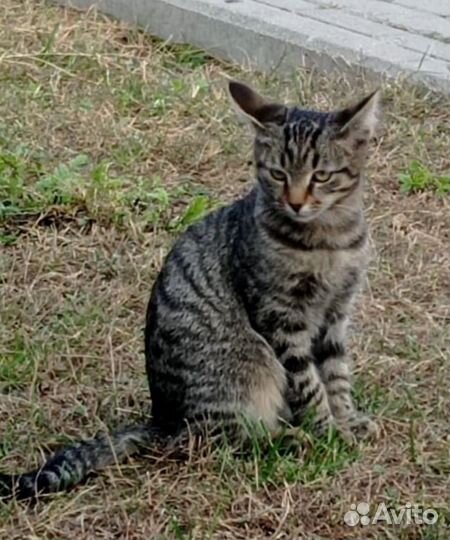 Котенок Гоша