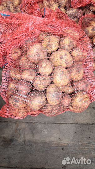 Продам картофель