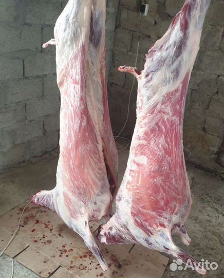 Мясо баранина