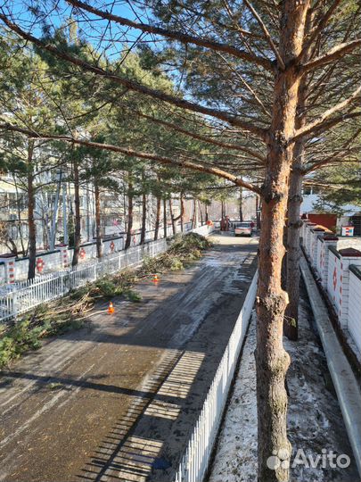 Спил деревьев частями, спил веток, кронирование