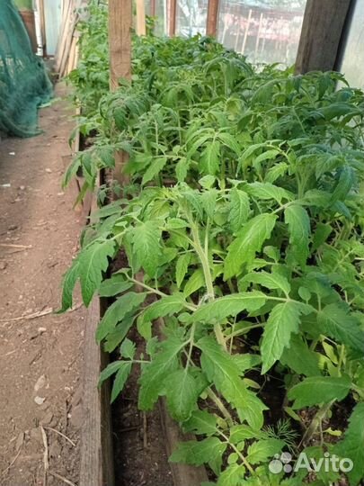 Рассада помидоров томатов