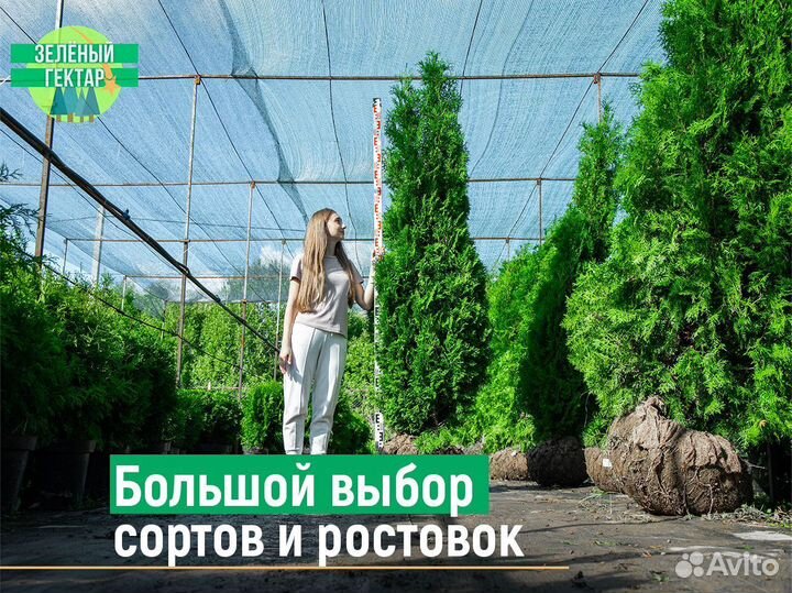 Туя смарагд 200 см свежая копка 2023