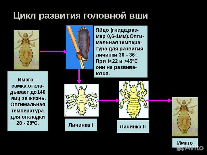 Дезинсекция / Уничтожение Блох. Екатеринбург