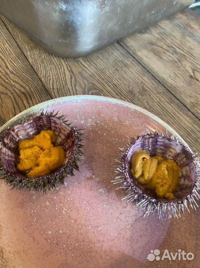 Морские ежи живые, морские гребешки живые