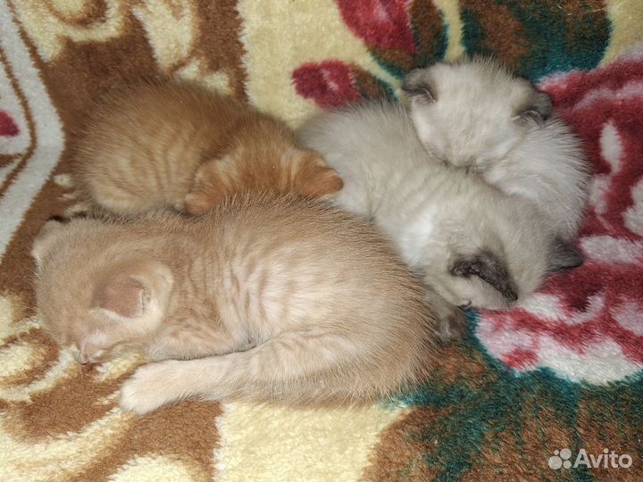 Вислоухие котята