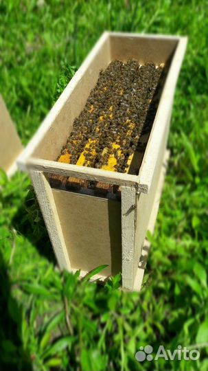 Пчелопакеты пчелы пчеломатки Карника трозик-1075