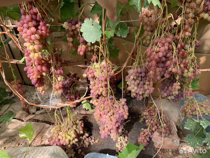 Саженцы винограда