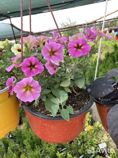 Вегетативная петуния для озеленения