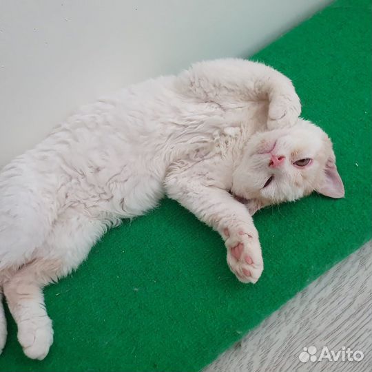 Обаятельный котик метис