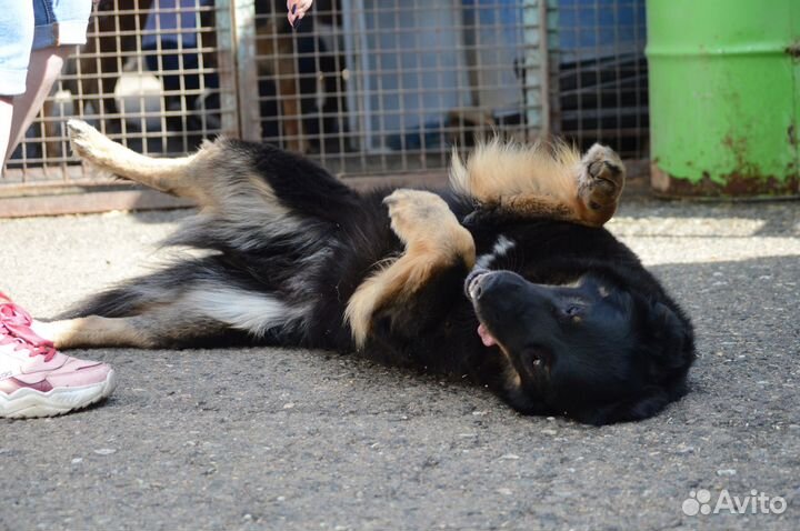 Собака из приюта Микки грустит в приюте