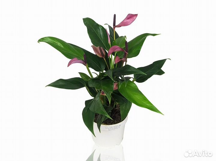 Антуриум Зизу 12/35