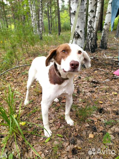 Ваша самая лучшая собака ищет дом