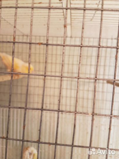 Певчие птицы