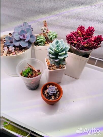 Набор Суккулентов