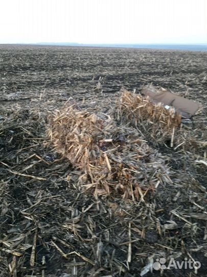 Засидка на гуся