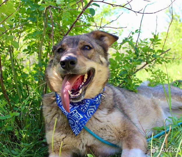 Собака Лёля