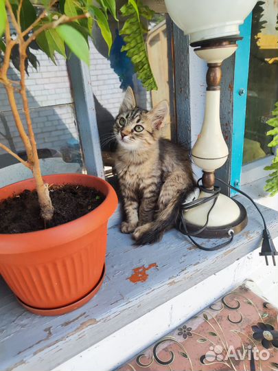 Отдам в добрые руки