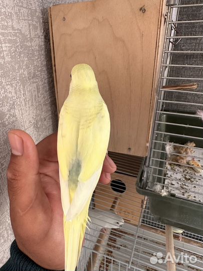 Птенцы волнистый попугай