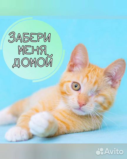 Малыш инвалид, рыжий котёнок ищет семью