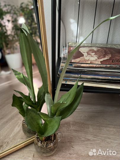 Сансевиерия муншайн