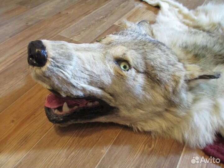 Шкура волка (ковёр)