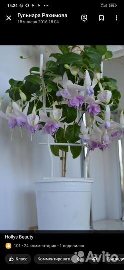 Фуксии сортовые