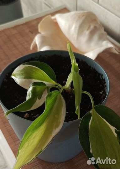 Филодендрон медиопикта триколор