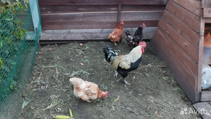Куры несушки