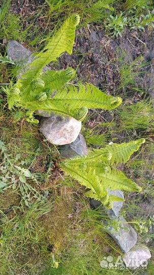 Папоротник садовый