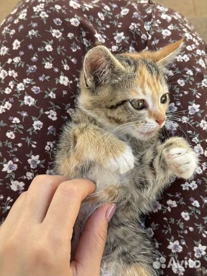 Котенок (девочка)