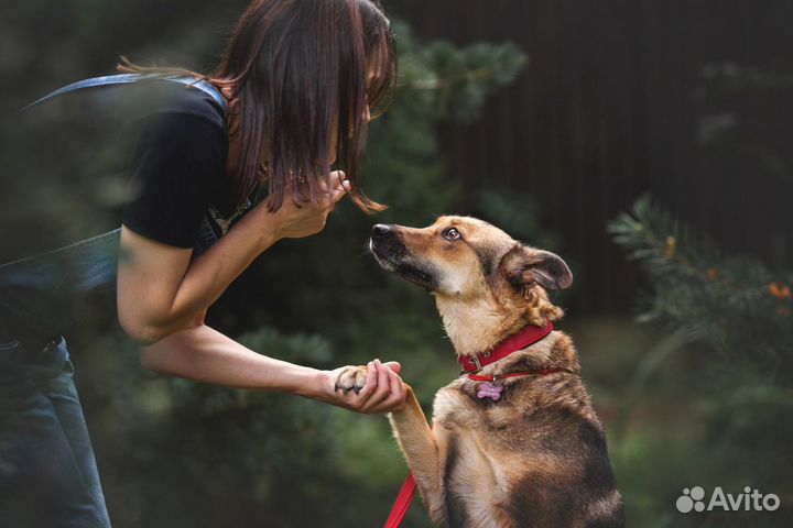 Мира. Собака в добрые руки